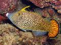 Foto Aquarium Fantail Filefish Orange Merkmale und kümmern