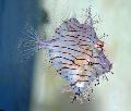 Photo Aquarium Tassle Filefish characteristics and care