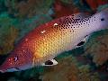 Photo Aquarium Red Diana Hogfish characteristics and care