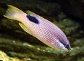 Photo Aquarium Saddleback Hogfish, Tarry Hogfish characteristics and care