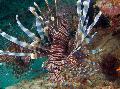 Foto Aquarium Russells Rotfeuerfisch Merkmale und kümmern