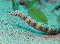 Photo Aquarium Dragonface Pipefish characteristics and care