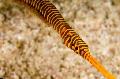 Photo Yellow Multibanded Pipefish (Many-banded pipefish) description