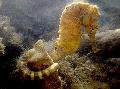 Photo Aquarium Tiger tail seahorse characteristics and care