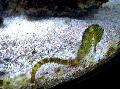   Κίτρινος τα ψάρια ενυδρείου Τίγρη Ιππόκαμπος Ουρά / Hippocampus comes φωτογραφία