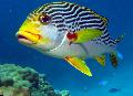 Aquarium Fishes Dogfish Orientalis Photo