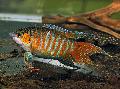   Striped Paradise Fish / Macropodus opercularis Photo