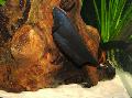 Foto Aquarium Schwarz Geistermesser Fisch Merkmale und kümmern