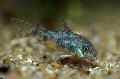 Aquarium Fishes Corydoras undulates Photo