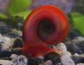 Photo Ramshorn Snail characteristics
