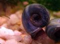   siva Akvarij Sladkovodnih školjk Ramshorn Polž / Planorbis corneus fotografija