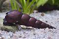 Photo Devil Thorn Snail characteristics