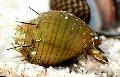 Photo Hairly Snail characteristics