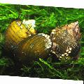   жут Акваријум Слатководна Шкољка Hairly Snail / Thiara cancellata фотографија
