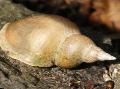Photo Great Pond Snail characteristics