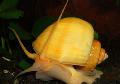 Photo Mystery Snail, Apple Snail characteristics