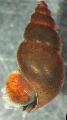 Photo New Zealand Mud Snail characteristics