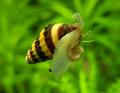 Photo Assassin Snail, Snail-Eating Snail characteristics