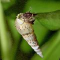 Photo Malaysian Trumpet Snails characteristics