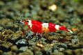 Photo Red Crystal Shrimp  characteristics
