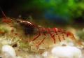 Photo Red Tiger Shrimp  characteristics