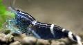 Photo Blue Bee Shrimp  characteristics