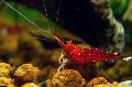 Photo Cardinal Shrimp  characteristics