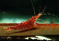 Photo Red Line Shrimp  characteristics