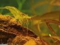 Photo Yellow Shrimp  characteristics