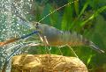 Photo Macrobrachium shrimp description