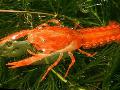 Photo Mexican Dwarf Orange Crayfish  description