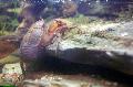   kahverengi Akvaryum Tatlısu Kabuklular Hamamböceği Kerevit yengeç / Aegla platensis fotoğraf
