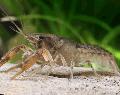 Photo Cambarellus Montezumae crayfish characteristics