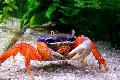 Photo Pacific Land Crab, Rainbow Crab  description
