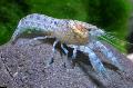 Photo Cambarellus Diminutus crayfish characteristics