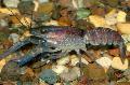 Photo Blue Crayfish  characteristics