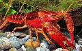 Photo Red Swamp Crayfish  characteristics