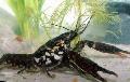 Photo Black Mottled Crayfish  description