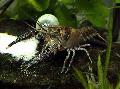 Photo Procambarus Spiculifer crayfish characteristics