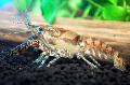   кафяв Аквариум Сладководни Ракообразни Procambarus Spiculifer рак снимка