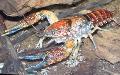 Photo Procambarus Toltecae crayfish characteristics