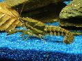Photo Sly Crayfish  characteristics