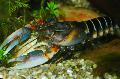 Photo Zebra Cray crayfish characteristics