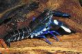 Photo Cherax Sp. Blue Moon crayfish characteristics