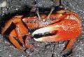 Photo Red Mangrove Crab  characteristics