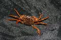Photo Panther Crab  characteristics