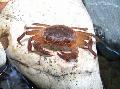 Photo Freshwater Crab  characteristics