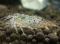 Photo Green Lacer Shrimp  characteristics