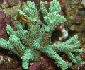 Photo Horn Coral (Furry Coral)  characteristics