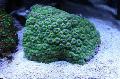 Photo Honeycomb Coral  characteristics
